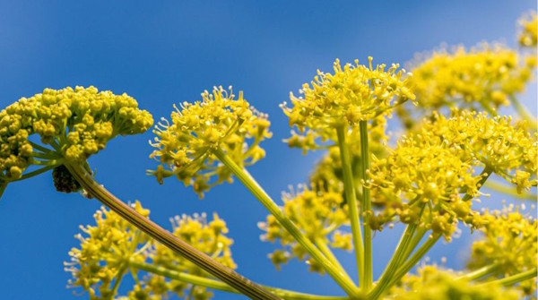 Çakşır Otu Suyu ve Kökü Nasıl Kullanılır? (Doğru Kullanım Rehberi)